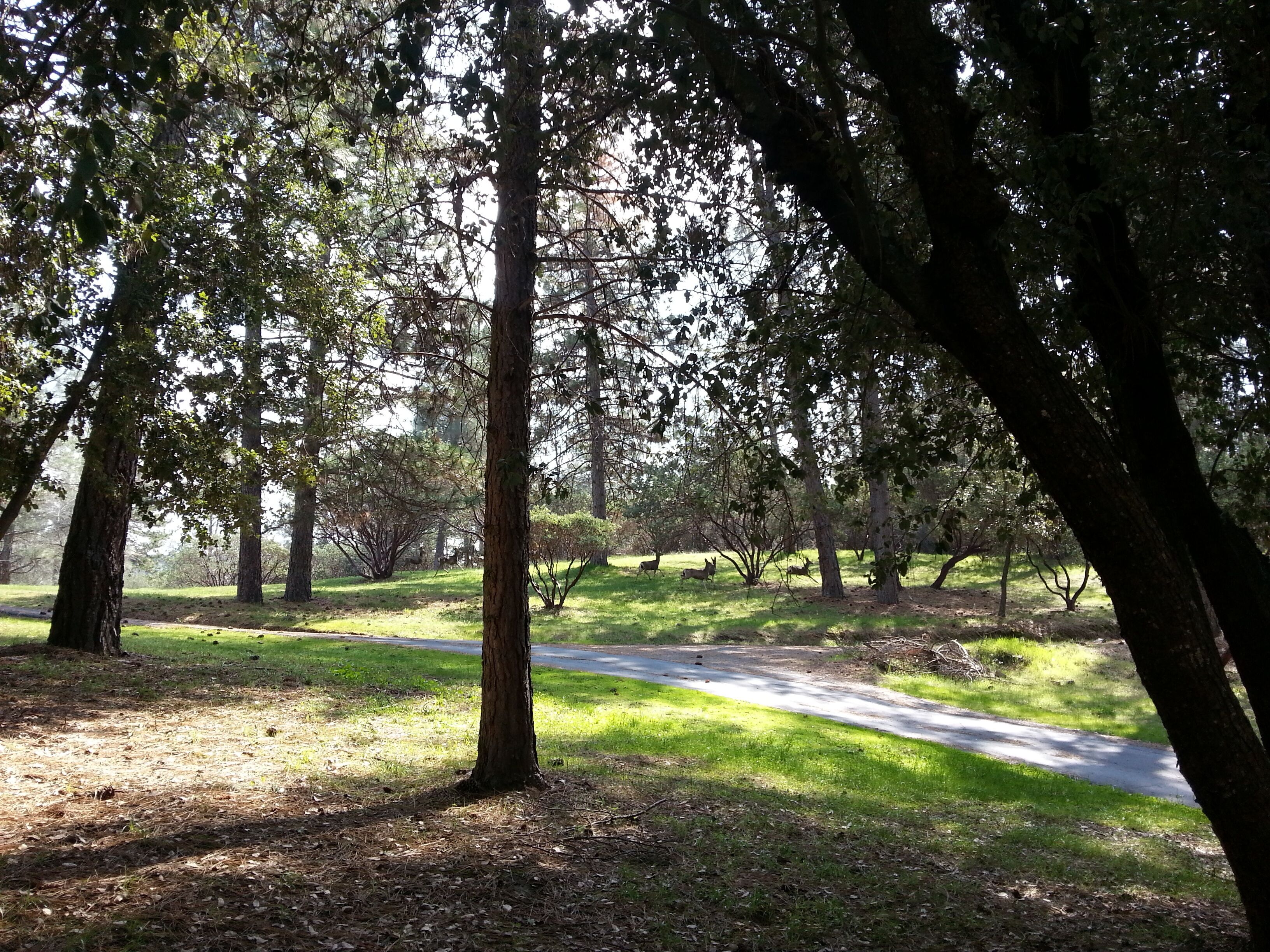 Ein Park mit befestigtem Weg, Bäumen und Rasen.