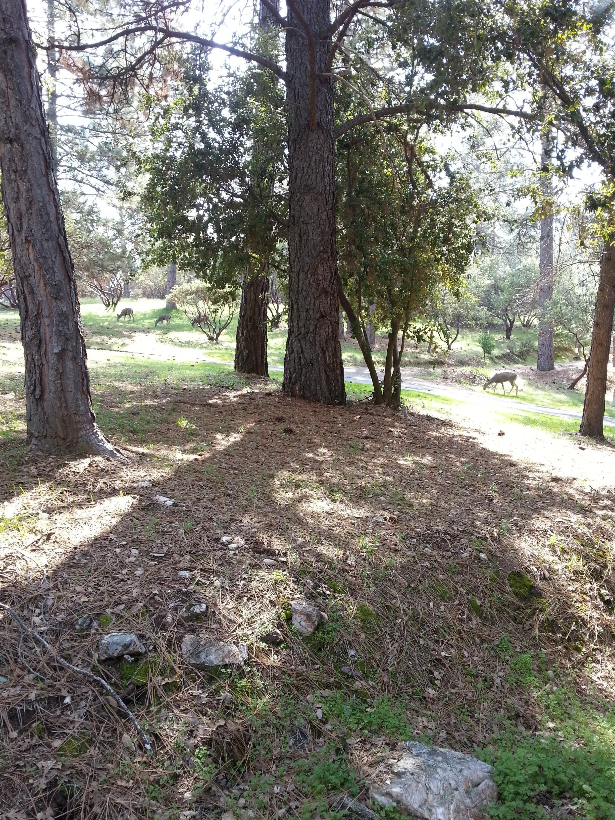 Un espacio natural al aire libre con árboles y un sendero cubierto de césped.