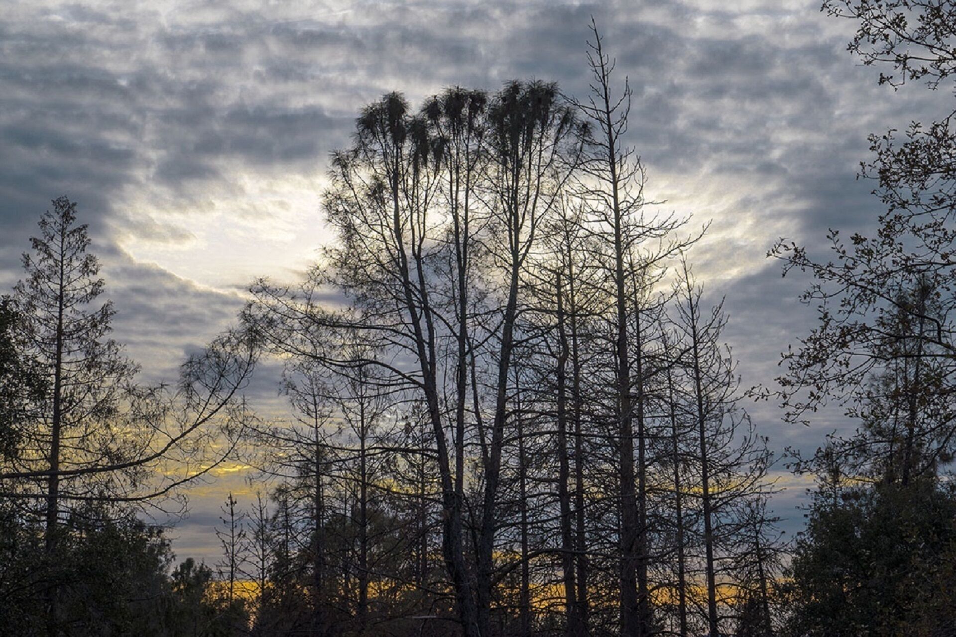 Un bosque con árboles altos y sin hojas bajo un cielo nublado.