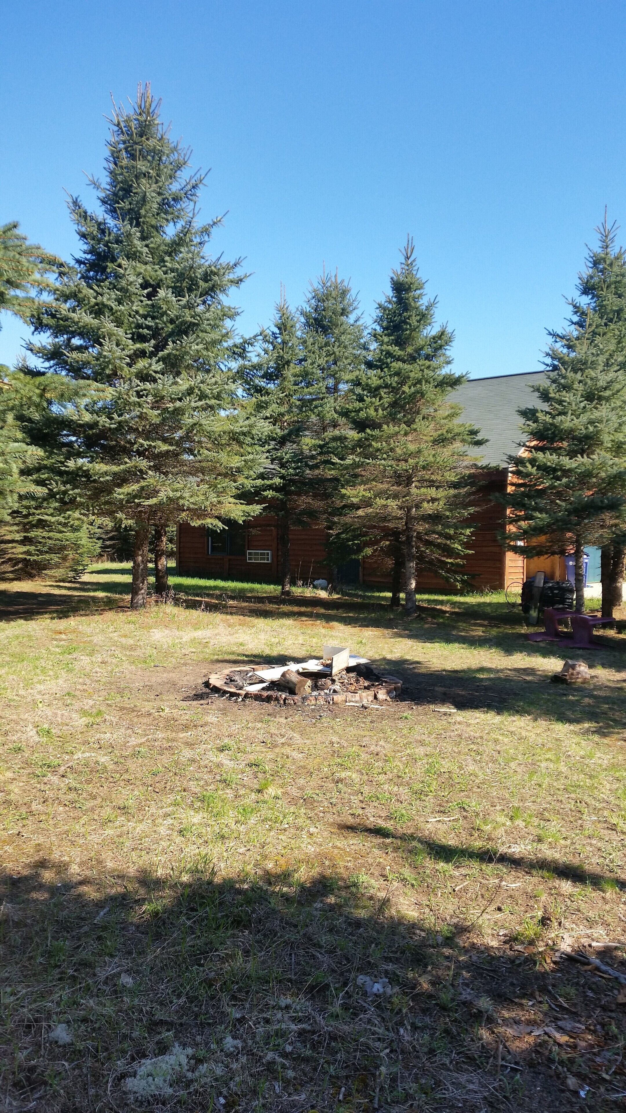 Cabin Hidden/Surrounded By Hundreds Of 30'+ Blue Spruce Pines !