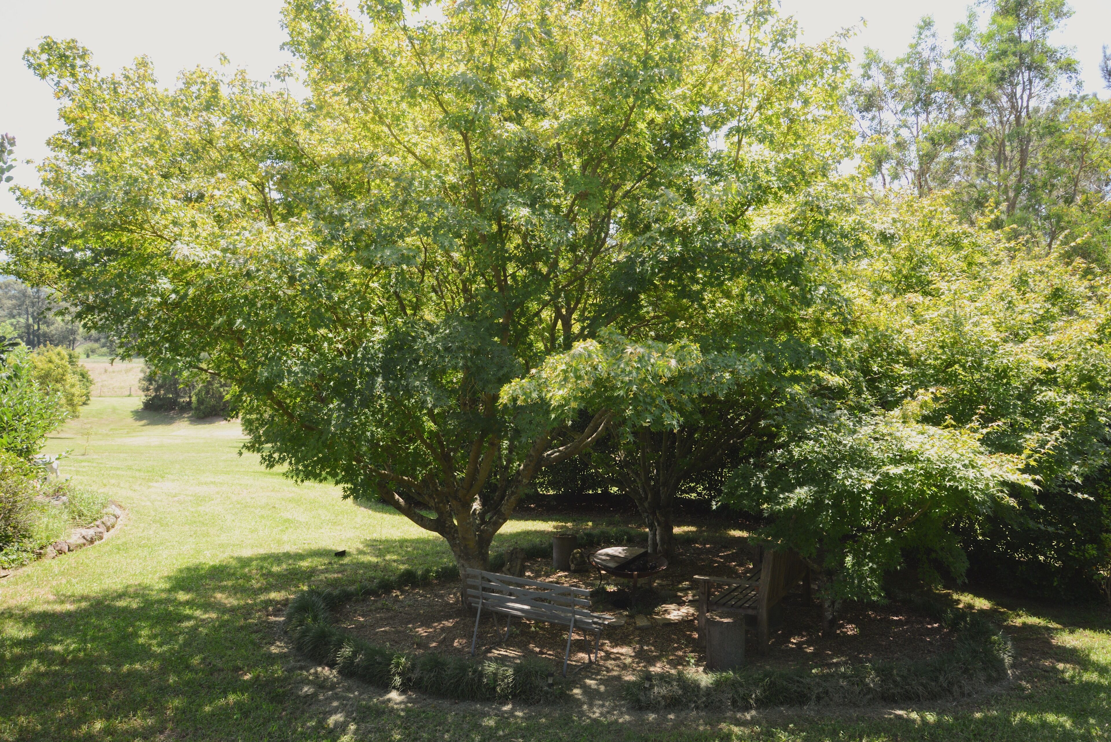 A park with a large tree, a bench, and a small garden area.