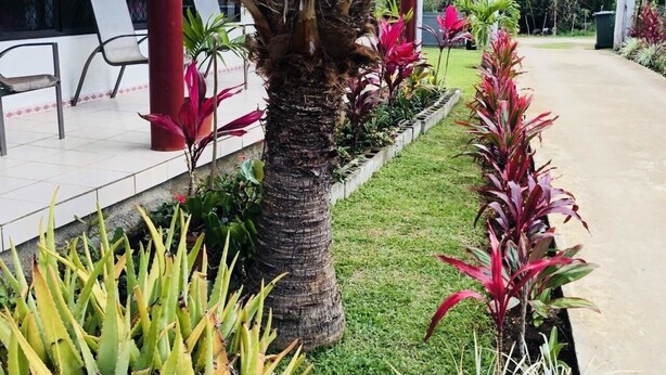 Um jardim bem cuidado com uma palmeira, diversas plantas e um caminho pavimentado.