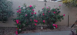 Overnattingsstedets uteområder