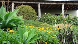 Un jardin avec différentes plantes et fleurs, une structure en bois en arrière-plan et un bâtiment doté d’un toit plat.