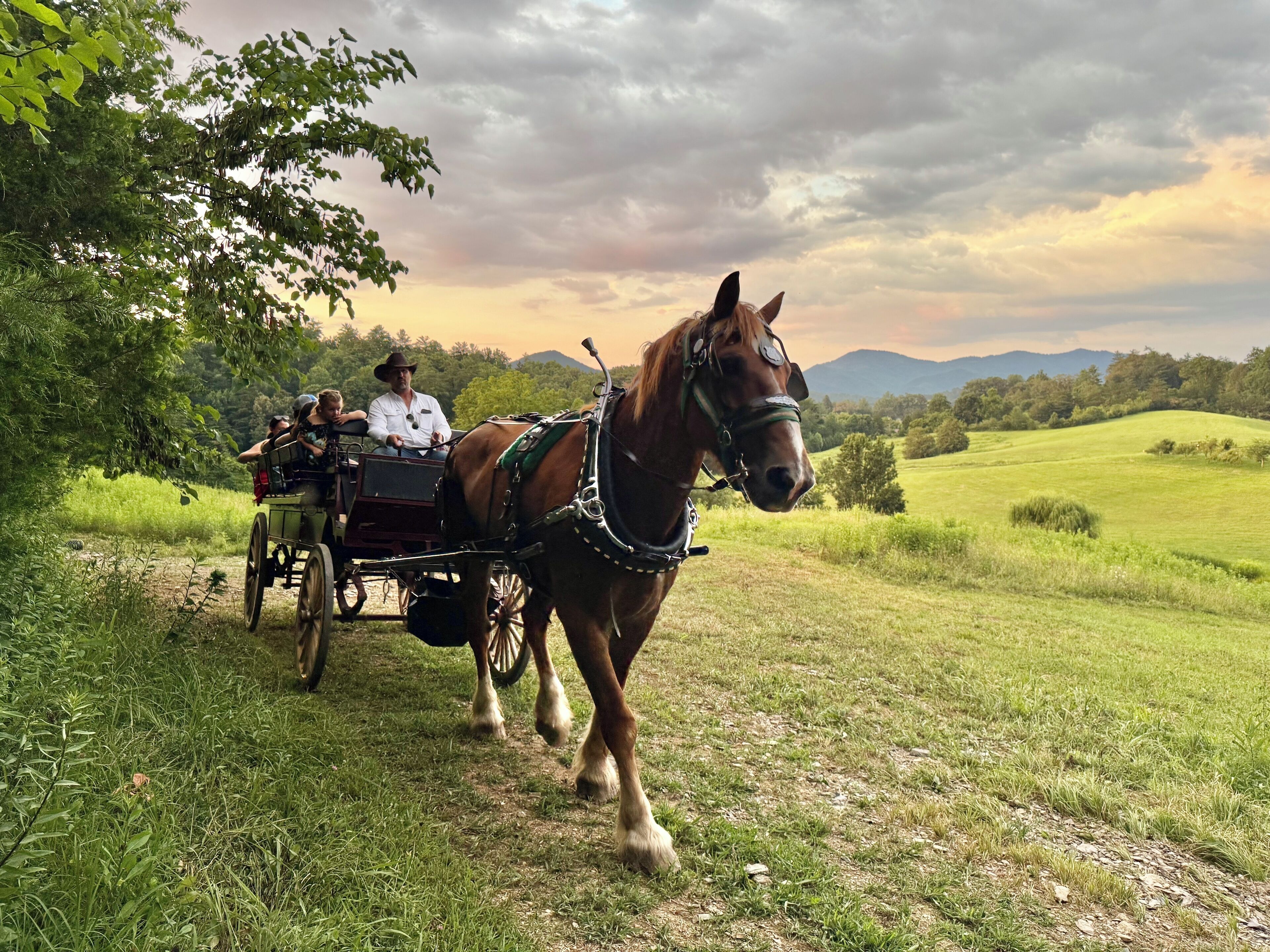 A horse-drawn carriage with passengers on a grassy path.