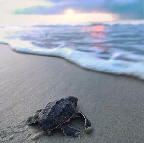 Una tortuga en una playa arenosa con olas al fondo.