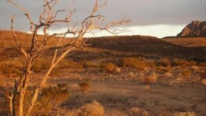 Paisatge desolador amb un arbre sense fulles, arbustos secs i un turó rocosós a la distància sota un cel nuvolós.