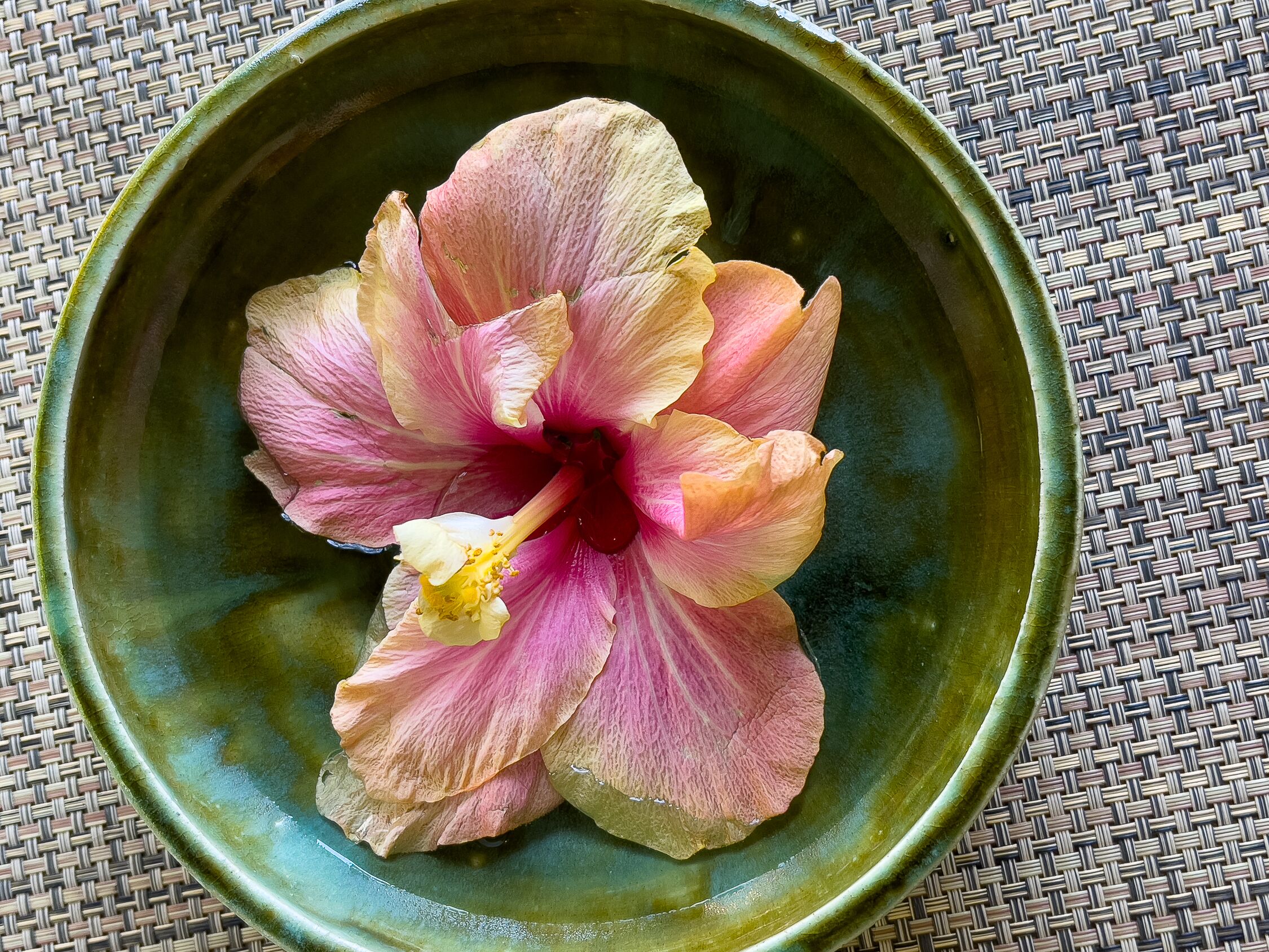 A single flower in a green bowl.