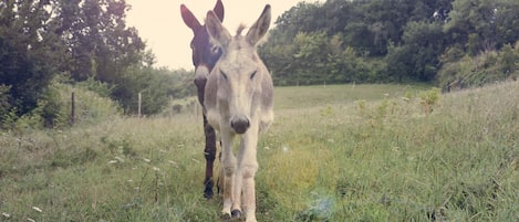Un burro de pie en un campo con árboles al fondo.