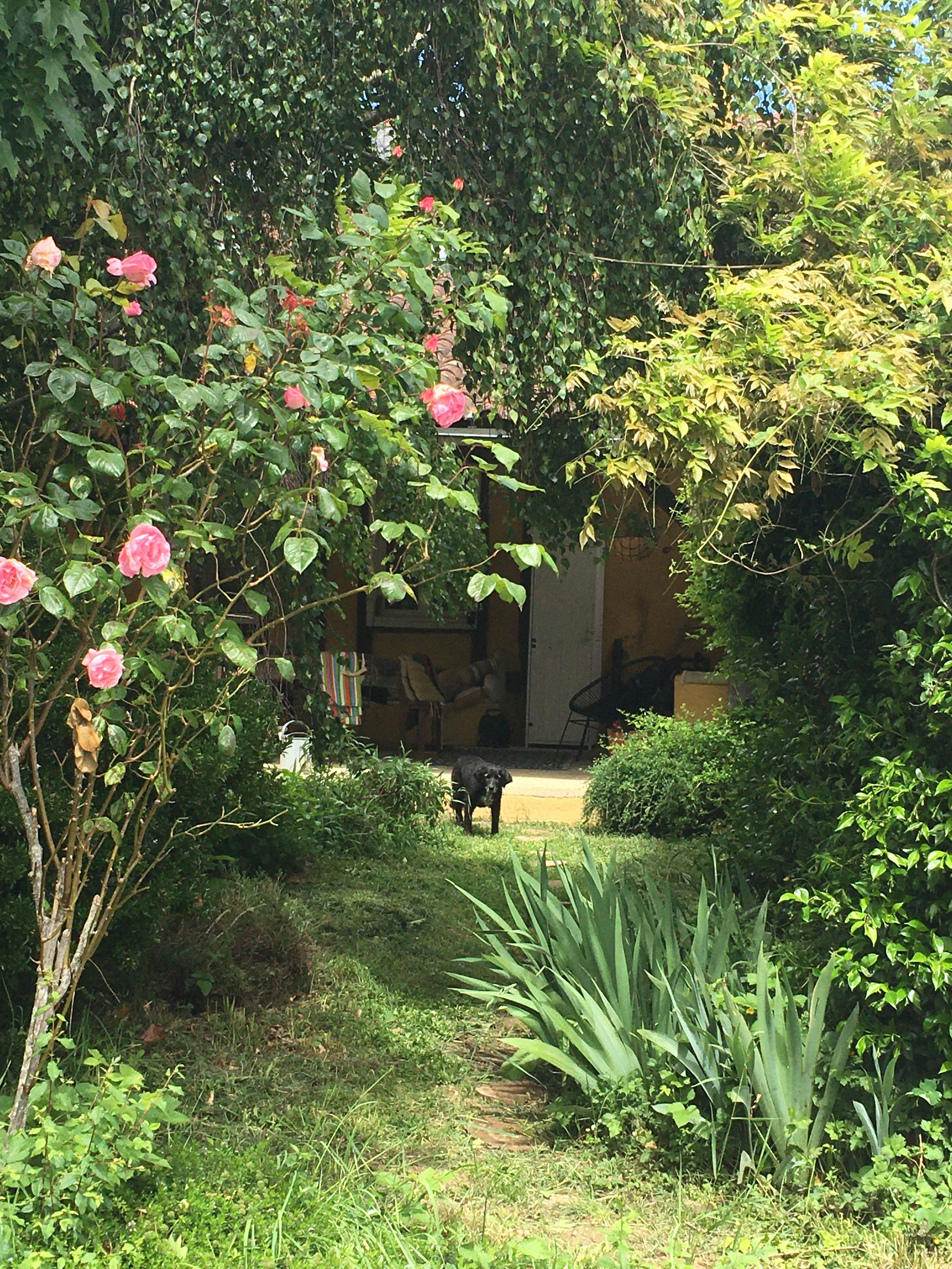 Ein Garten mit einem Weg, der zu einem Hauseingang führt, umgeben von Grünflächen und blühenden Pflanzen.
