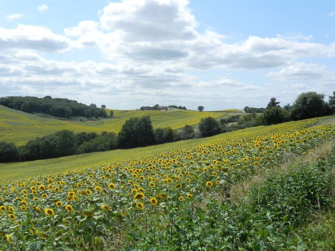 Un campo de girasoles con colinas onduladas y un cielo parcialmente nublado.