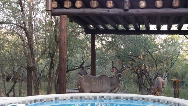 House, Multiple Beds, Non Smoking, Garden View | View from room - Treetops Holiday Home (Nkomazi)