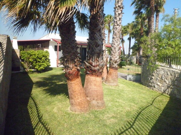 A well-maintained lawn with several palm trees and a stone wall.