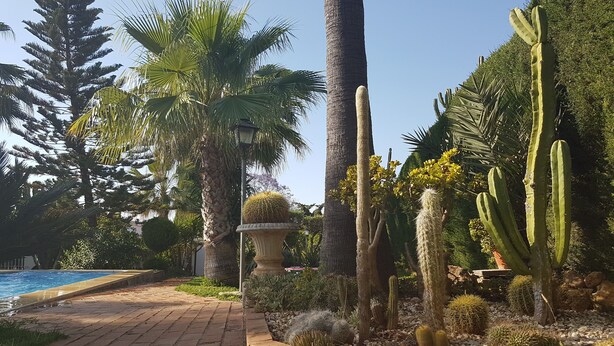Een tuin met palmbomen, cactussen en een tegelpad dat naar een zwembad leidt.