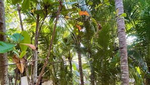 A tropical garden with palm trees, green chairs, and a sandy ground. - Hotel Descalzo (San Pedro Pochutla)