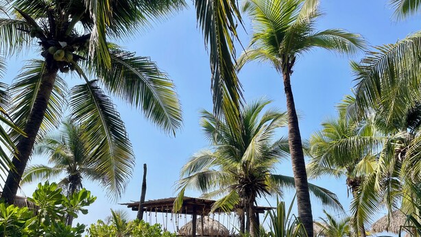 A tropical beach setting with palm trees, a sandy path, and a thatched-roof structure. - Hotel Descalzo (San Pedro Pochutla)