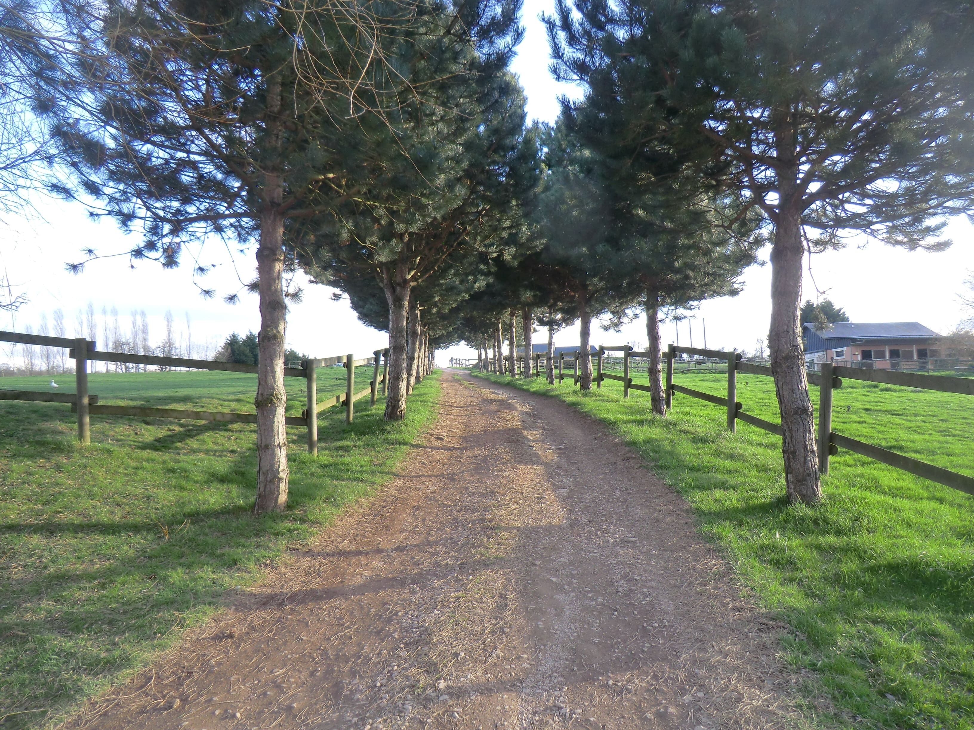 A gravel path flanked by wooden fences and tall trees, leading towards a building in the distance.