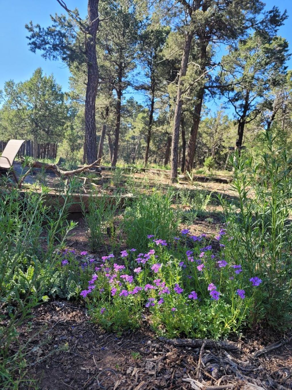 Wild Flowers Galore