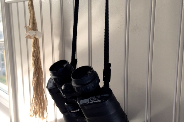 Watch whales right from the deck - you might not even need these!