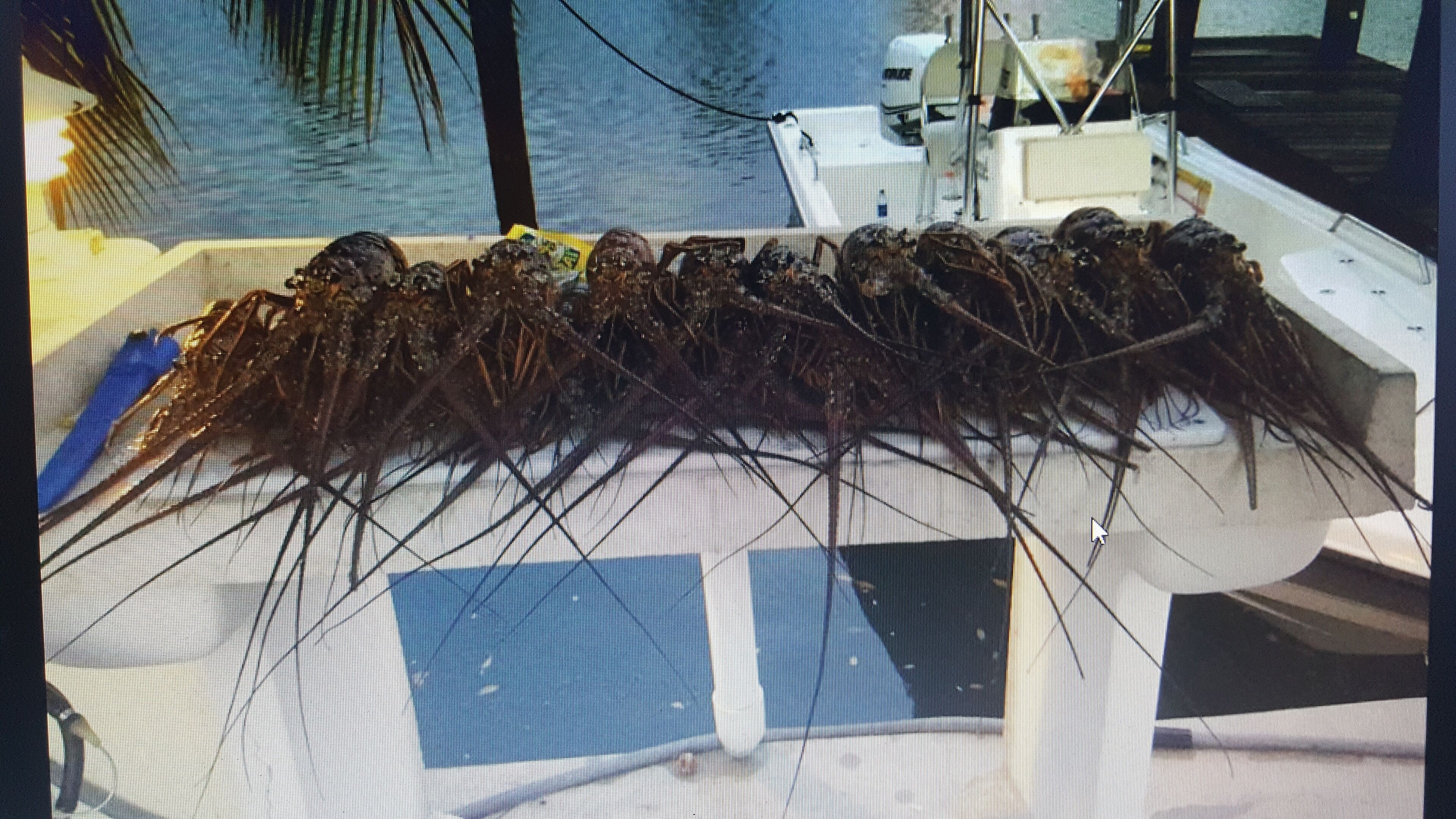 A boat with a large number of sea creatures, possibly crabs, on its deck.