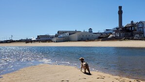 A beach with a dog standing on the sand, a lighthouse, and several houses in the background. - Spacious 1 Bedroom, First Fl., Beach Access, in quiet East End. 
 (Provincetown)