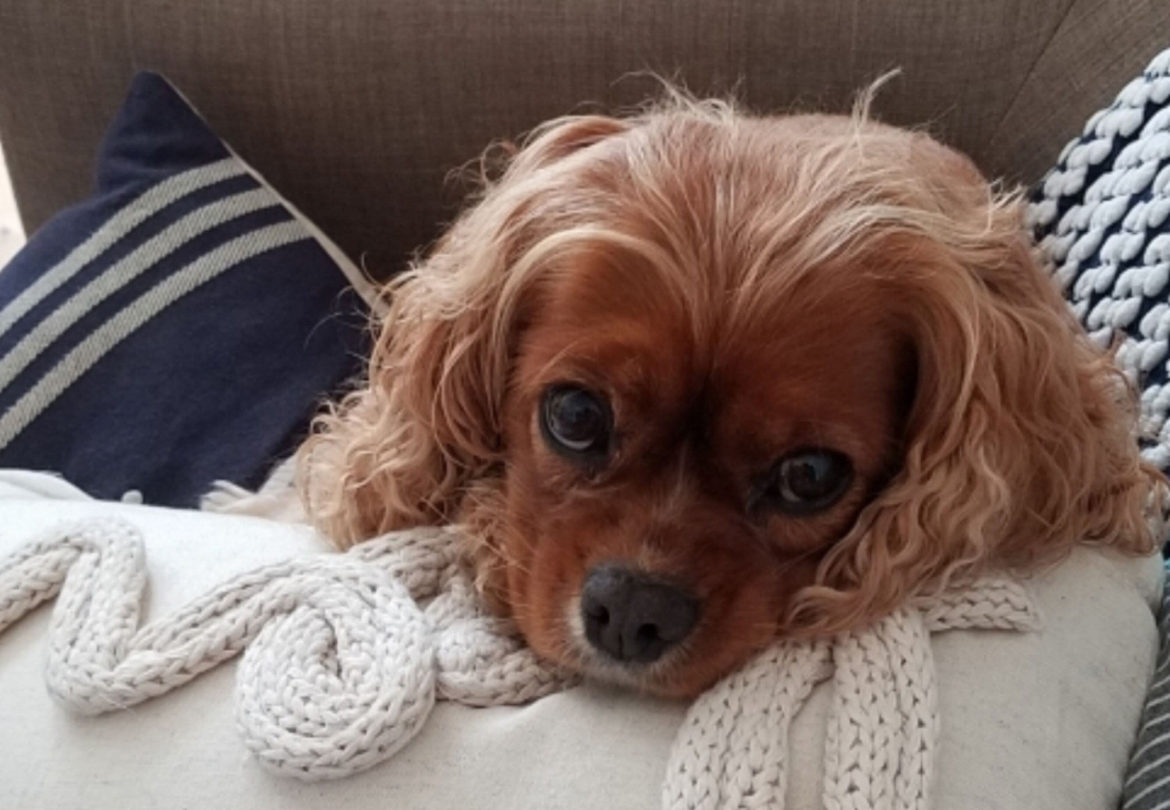 Un chien allongé sur un canapé, recouvert d’une couverture tricotée et d’un coussin à rayures.