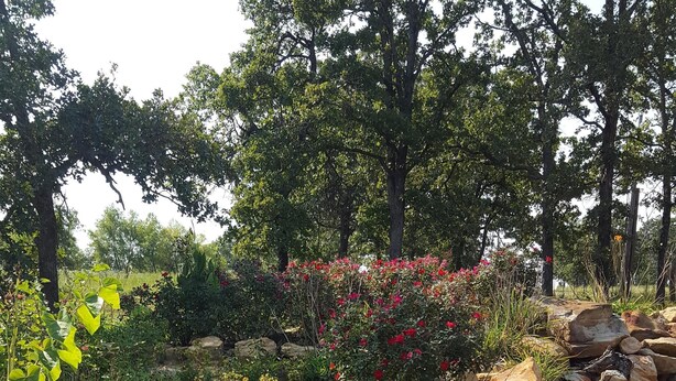 Een tuin met diverse planten en rotsen.
