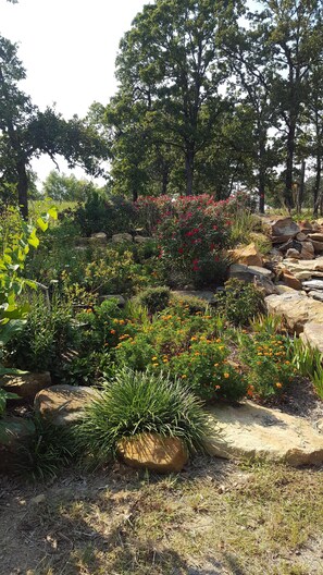 Un jardin agrémenté de diverses plantes et de rochers.