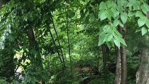 A wooden pathway with a metal lantern post, surrounded by dense green foliage and trees. - 10 mins. to downtown Saratoga and SPAC. 1,000 sq. ft. Spacious and quiet. (Ballston Spa)