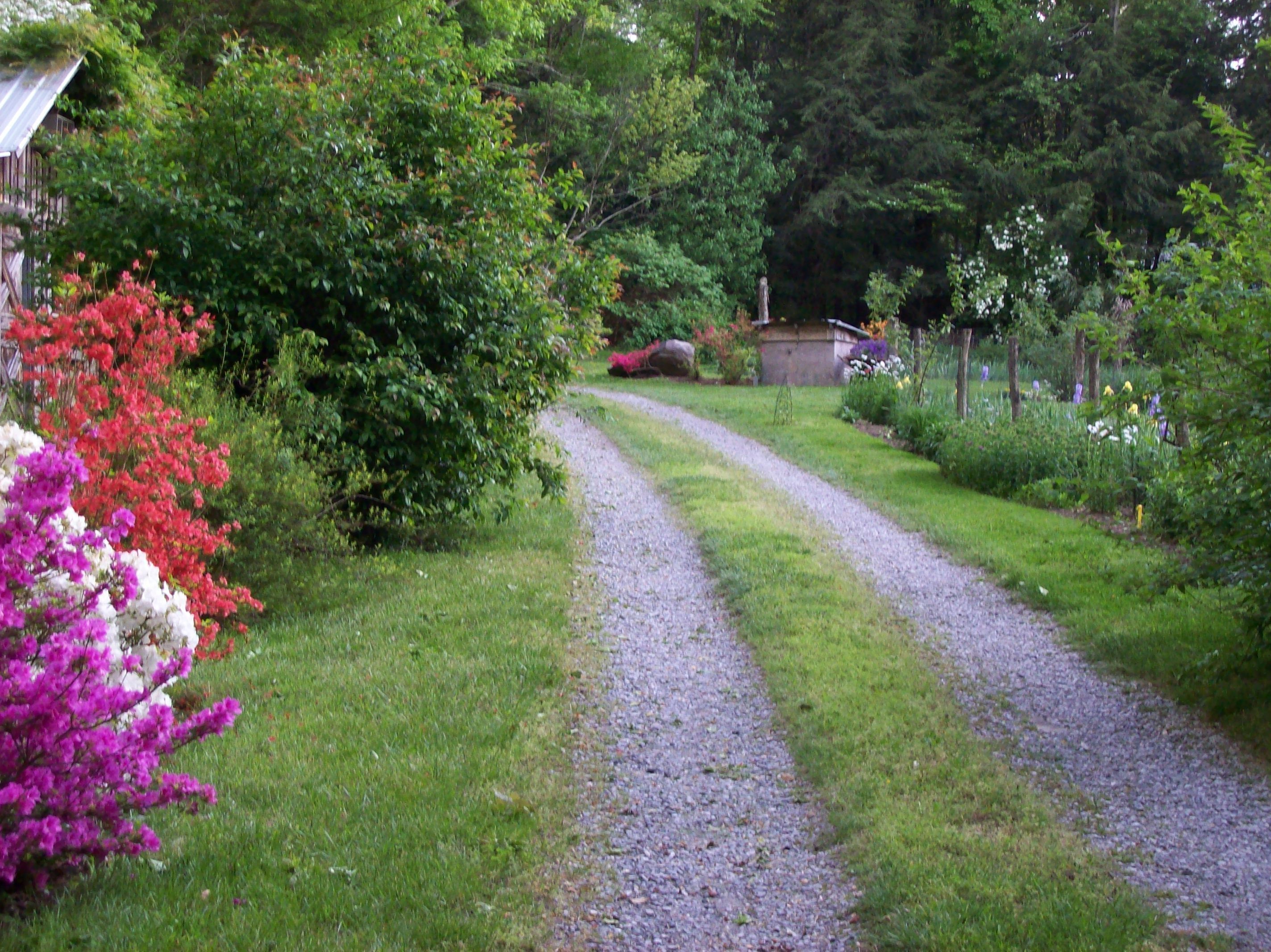 A gravel path leading through a garden with various flowering plants and a small building in the background.