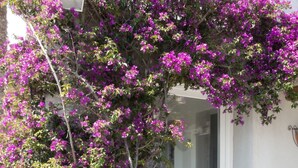 Een gebouw met een witte deur en een klein raam, omringd door paarse bougainvillea.