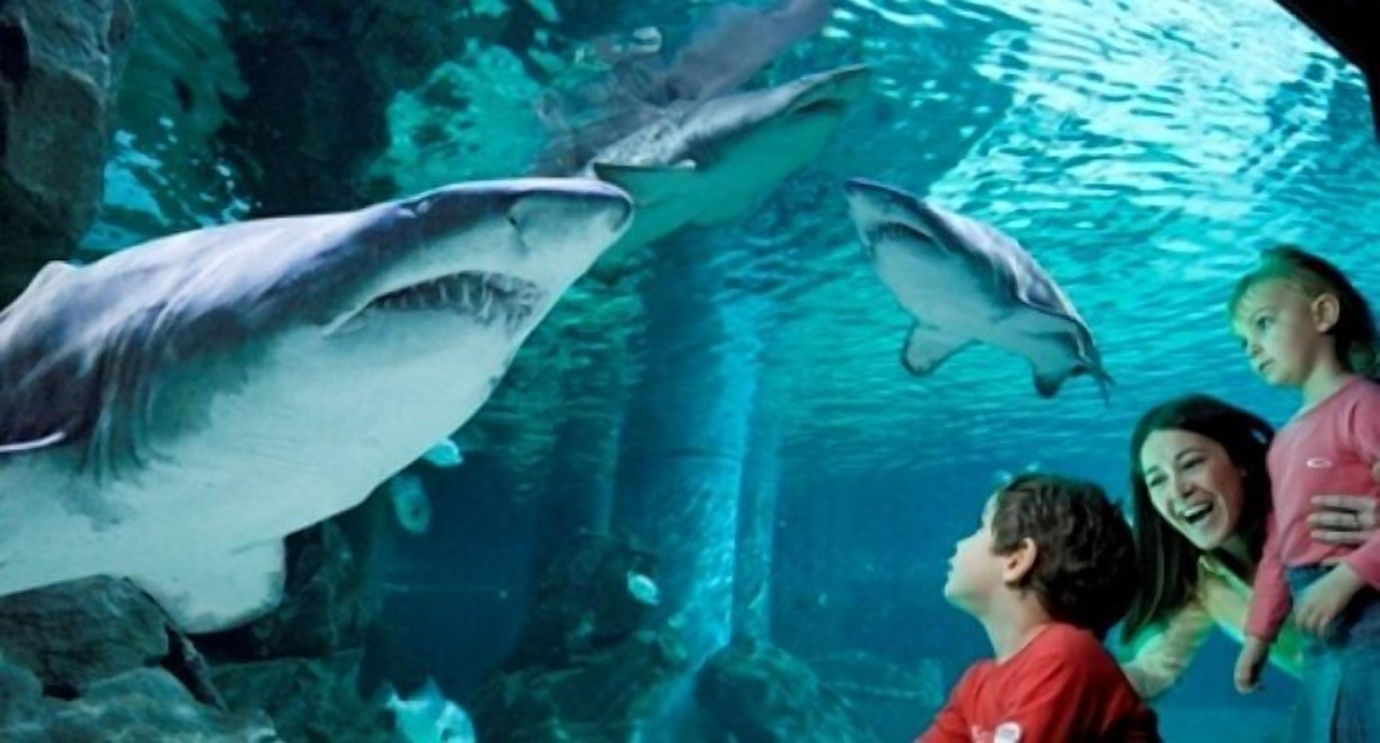 An aquarium with sharks and visitors observing them.