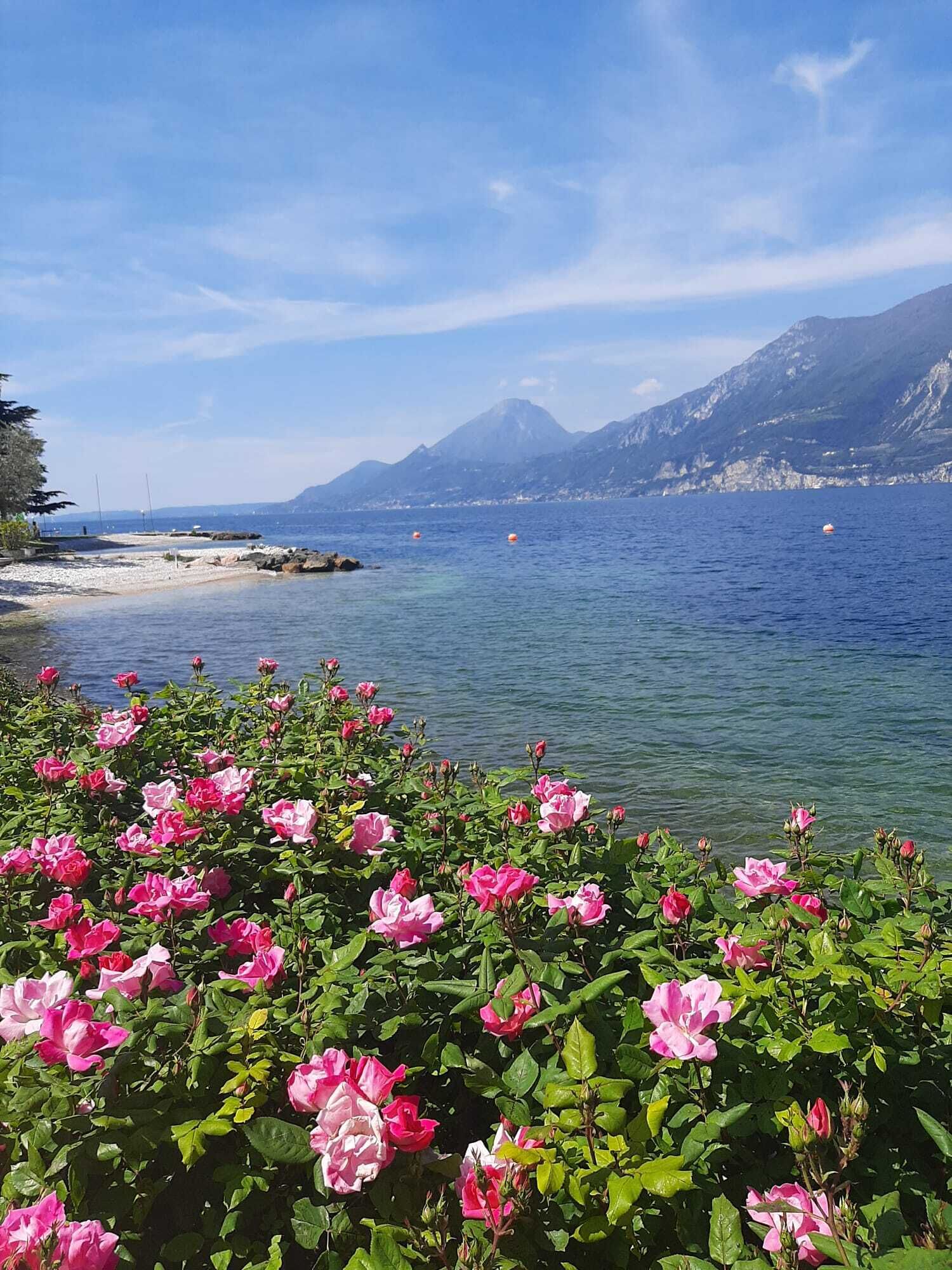 Un paysage côtier avec une rive rocheuse, un ciel bleu clair et des fleurs roses au premier plan.
