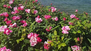 A coastal landscape with a rocky shoreline, a clear blue sky, and pink flowers in the foreground. - Villa on LAKE with private dock.  (BRENZONE SUL GARDA)