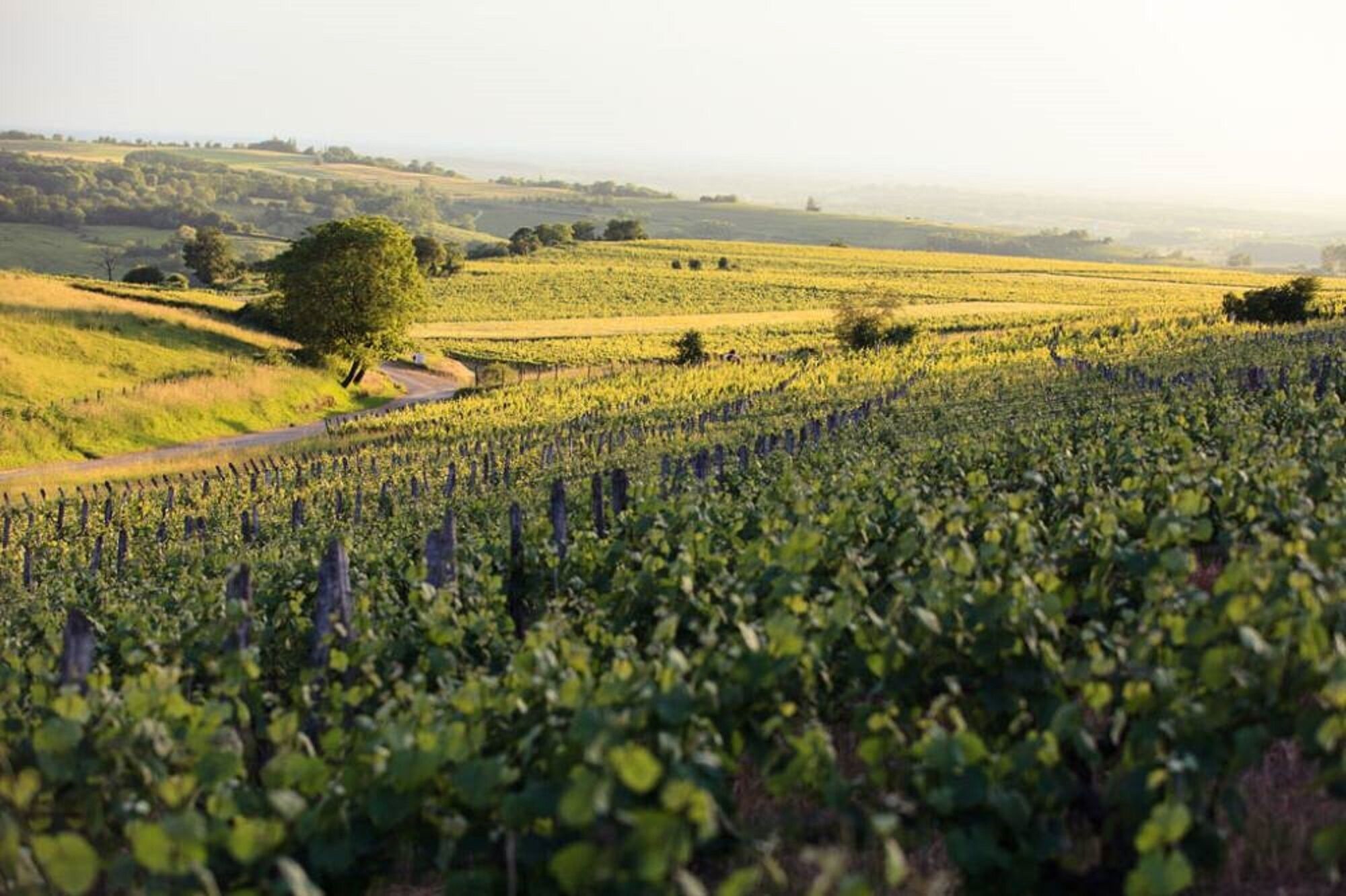 Un vignoble avec des rangées de vignes et une route qui serpente à travers le paysage.