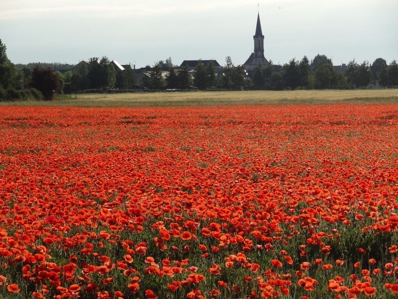 A field of red poppies with a church in the background.