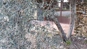 A stone wall and a tree with sparse foliage. - An independent apartment in a pretty property in the countryside ... (CORNILLON CONFOUX)