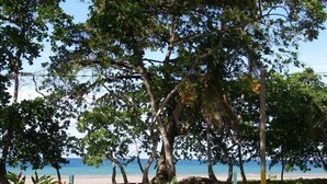 A view of a beach with trees and a wooden fence in the foreground. - Cozy Caribbean Beachfront House (Pet & Kid Friendly) (Puerto Viejo)