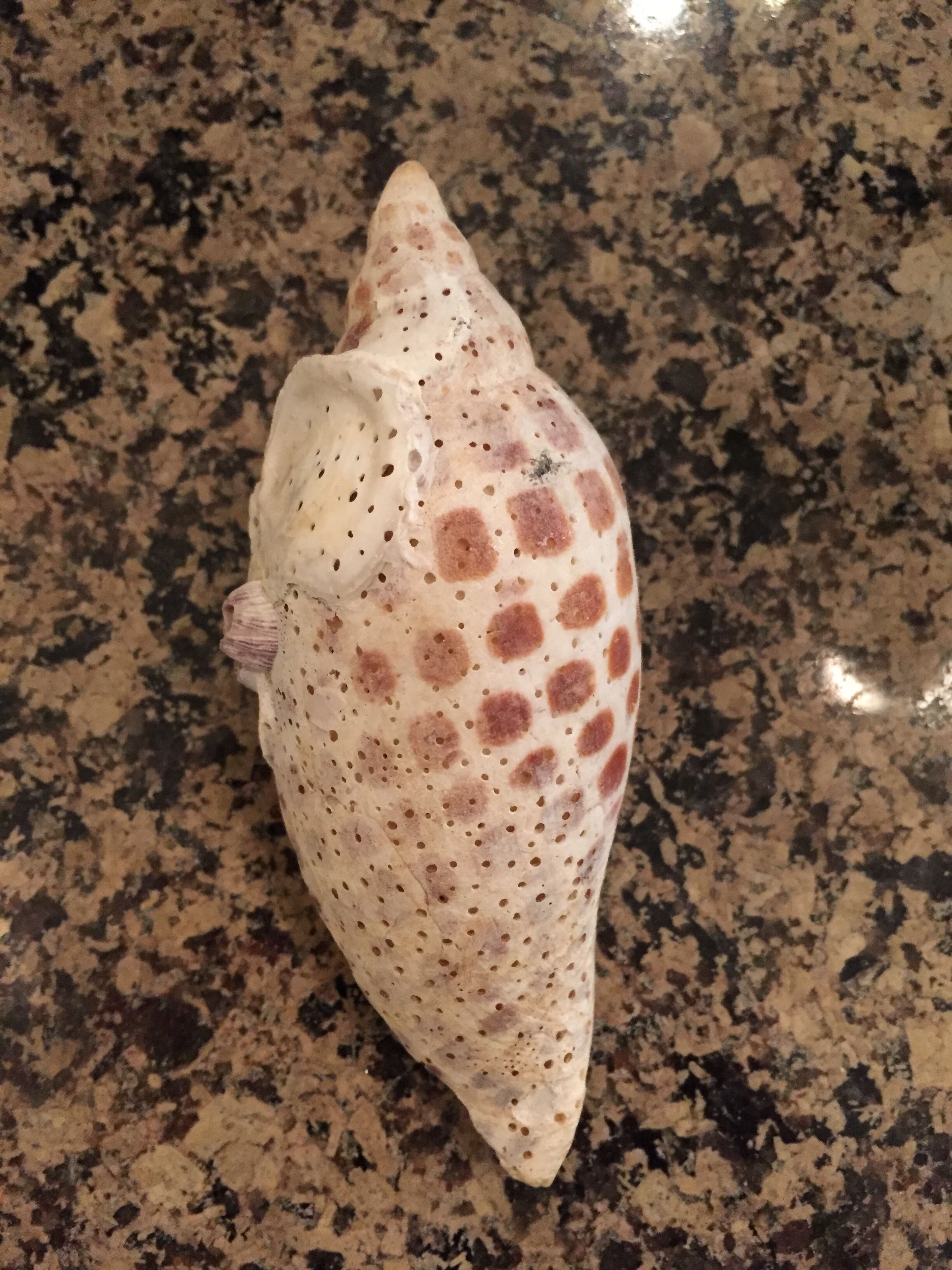 A seashell with brown spots on a granite countertop.