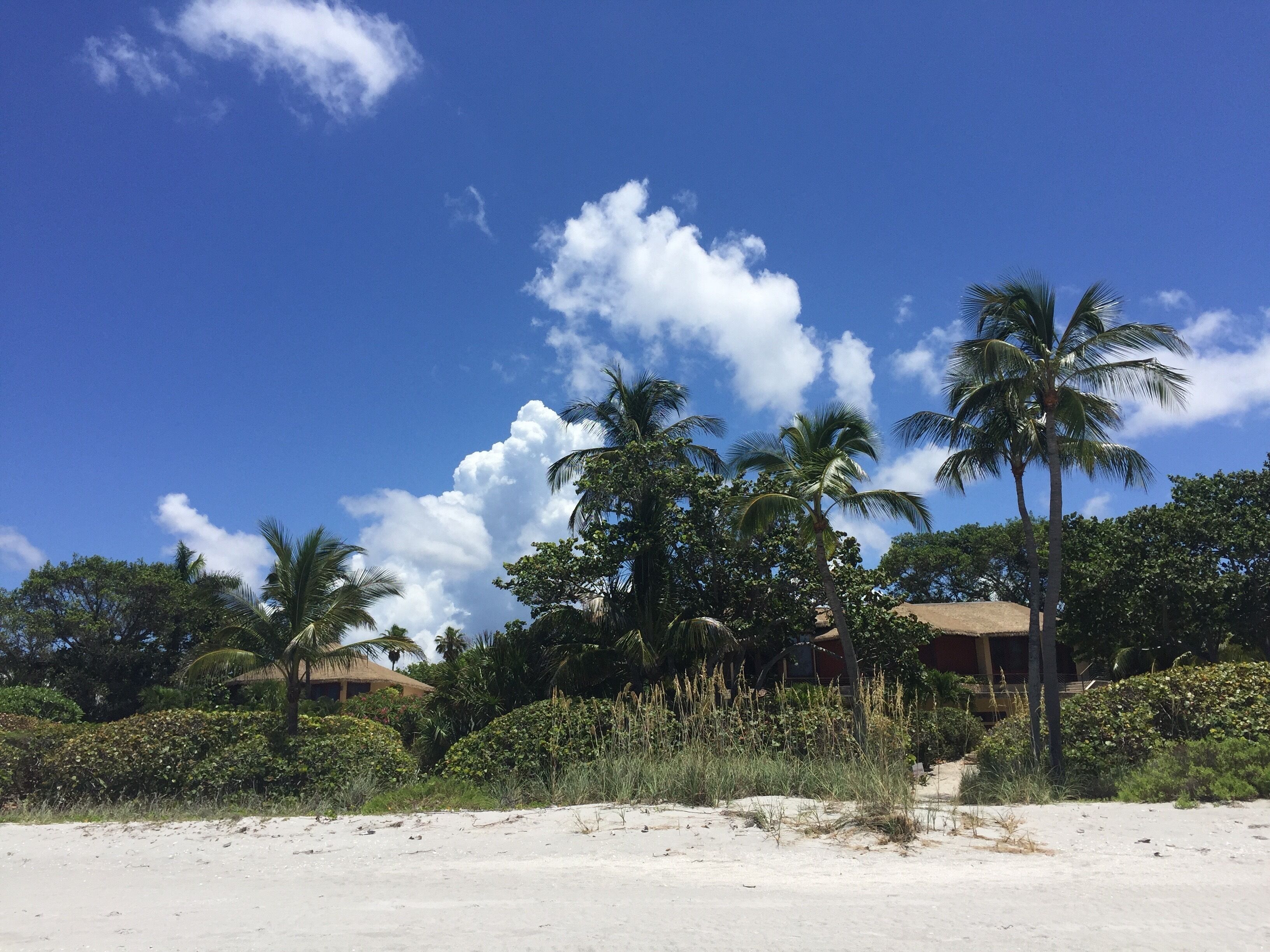Ein Strand mit Palmen und einem wolkenlosen, blauen Himmel.