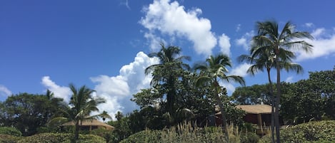 Une plage bordée de palmiers, sous un ciel bleu et dégagé.