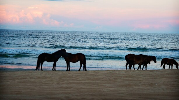 A beach with horses near the water.