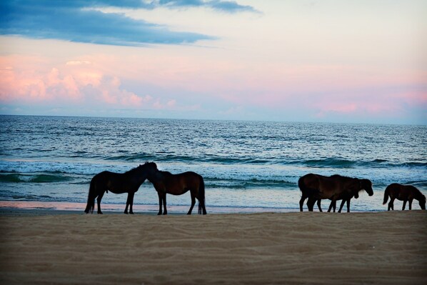 Beach nearby, sun loungers