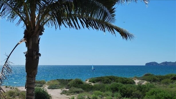 Camino costero con una palmera y un velero a lo lejos.