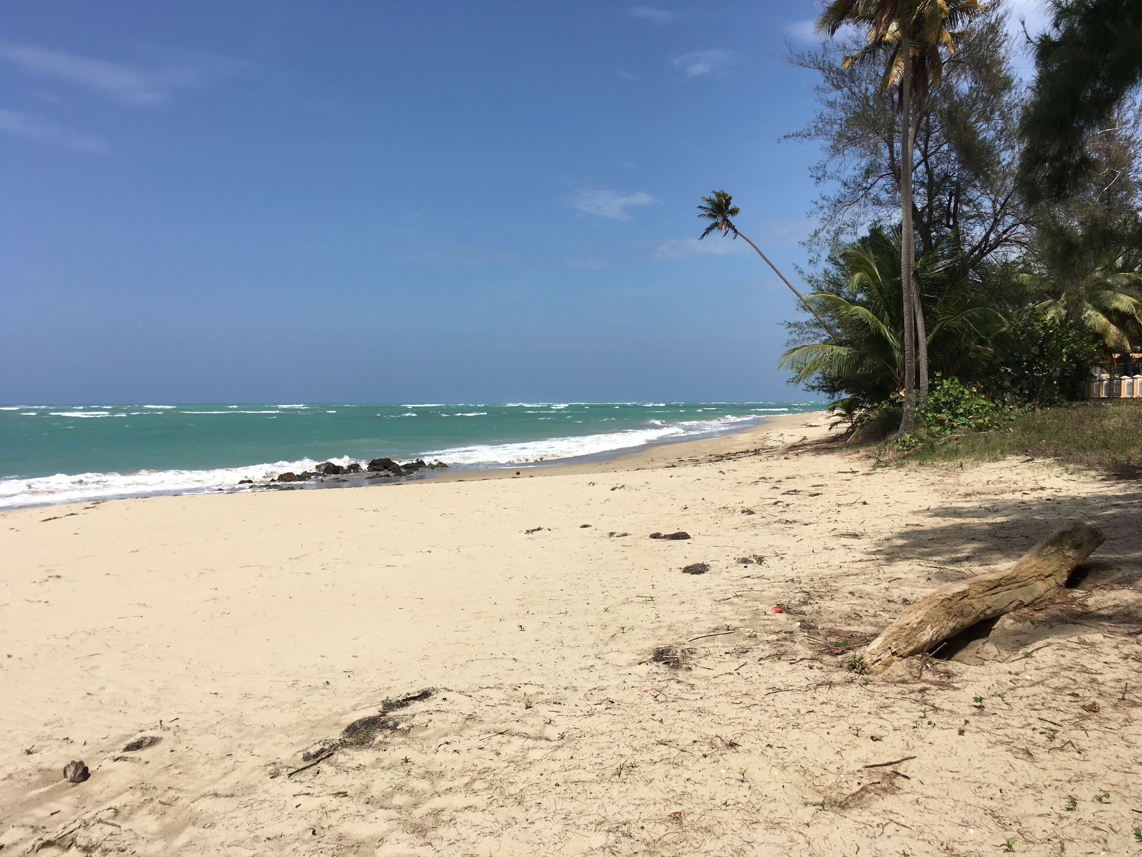 A beach with clear skies, calm waves, and a few palm trees.