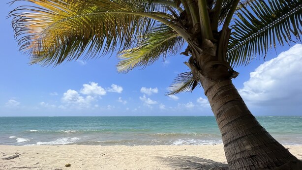 Een strand met een palmboom en helderblauwe lucht.