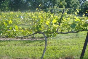 En vingård med rækker af vinstokke støttet af espalier.