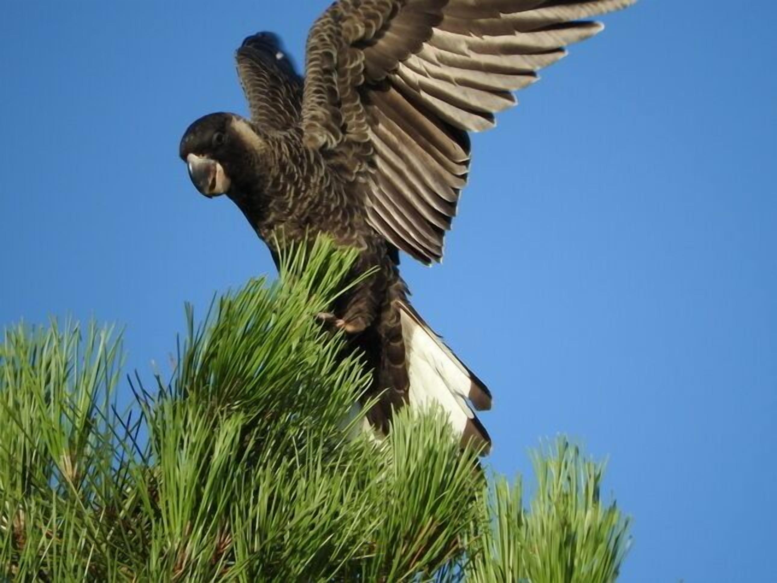 Cockatoo Hills \nPerth Hills  — image 13