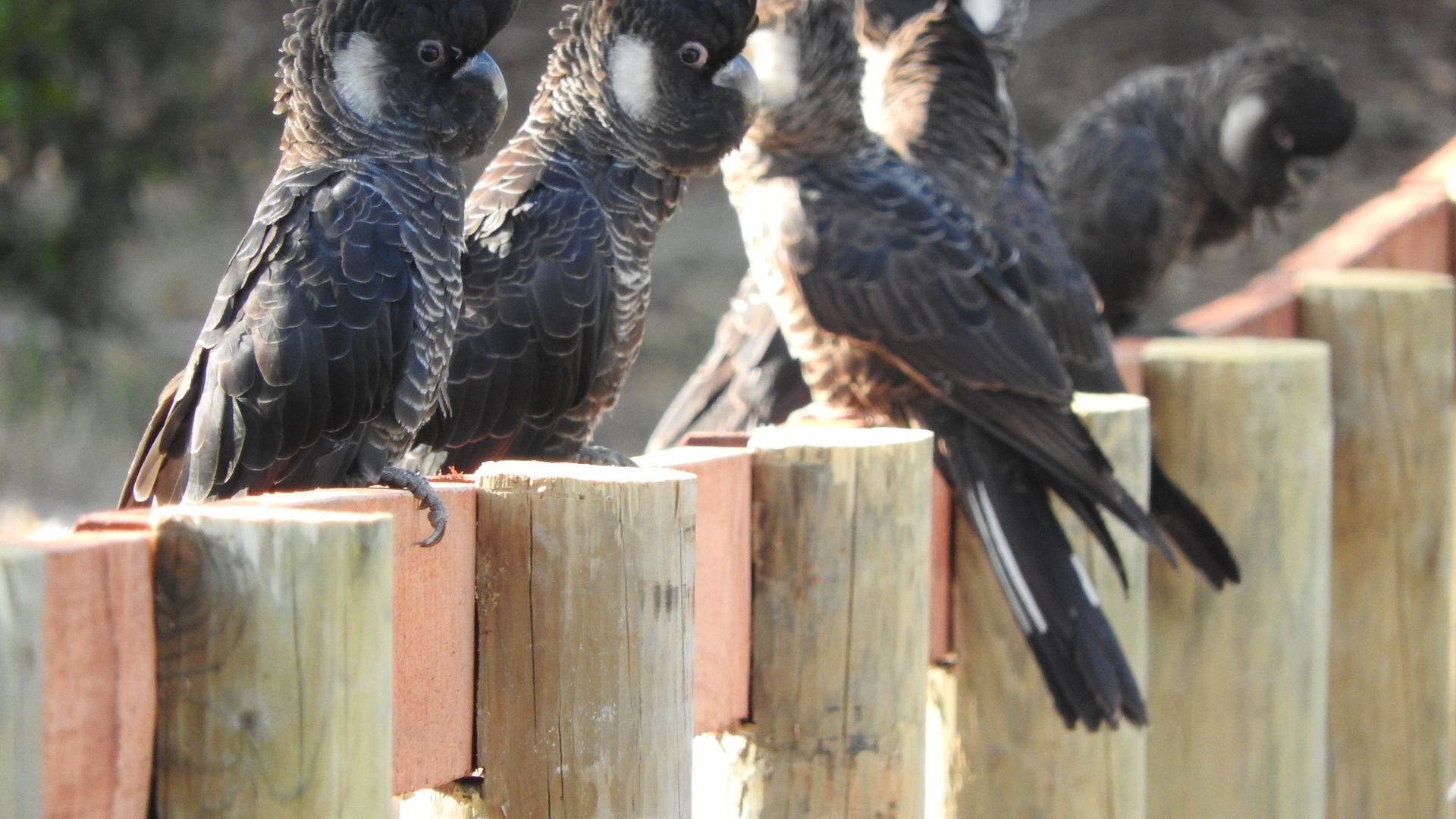 Cockatoo Hills \nPerth Hills  — image 15