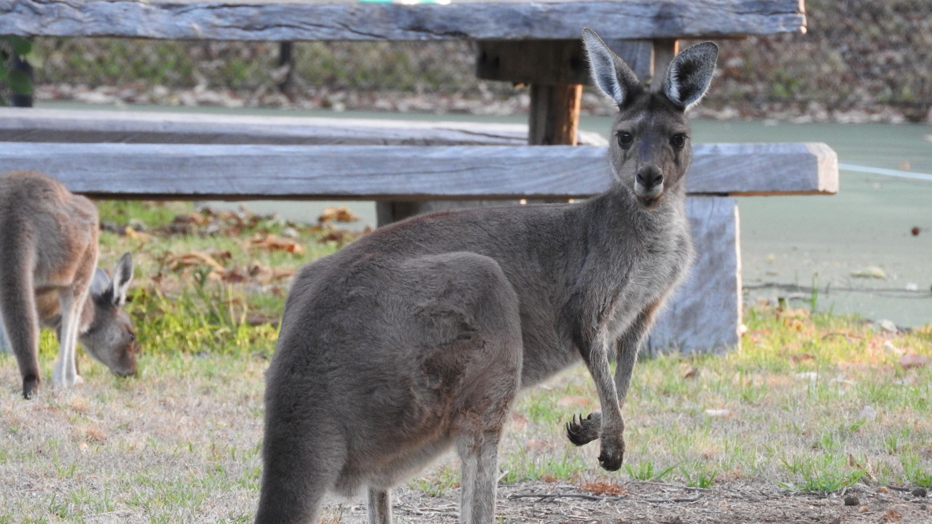 Cockatoo Hills \nPerth Hills  — image 14